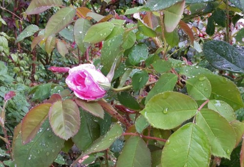 Erste Rose am 29 April 2019