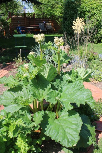 der Rhabarber ist eine Pracht ... und schmeckt!
