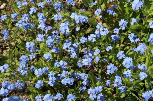 blühende Pracht trotz kühlem Mai