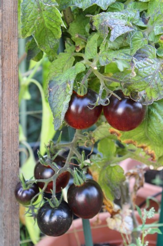 Tomate Shadow Boxing